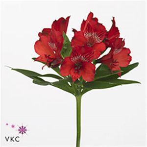 ALSTROEMERIA NADYA 80